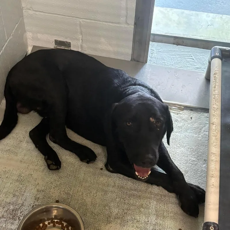 An adult large-sized male Black Labrador Retriever dog named Blade for adoption in Bastrop, TX