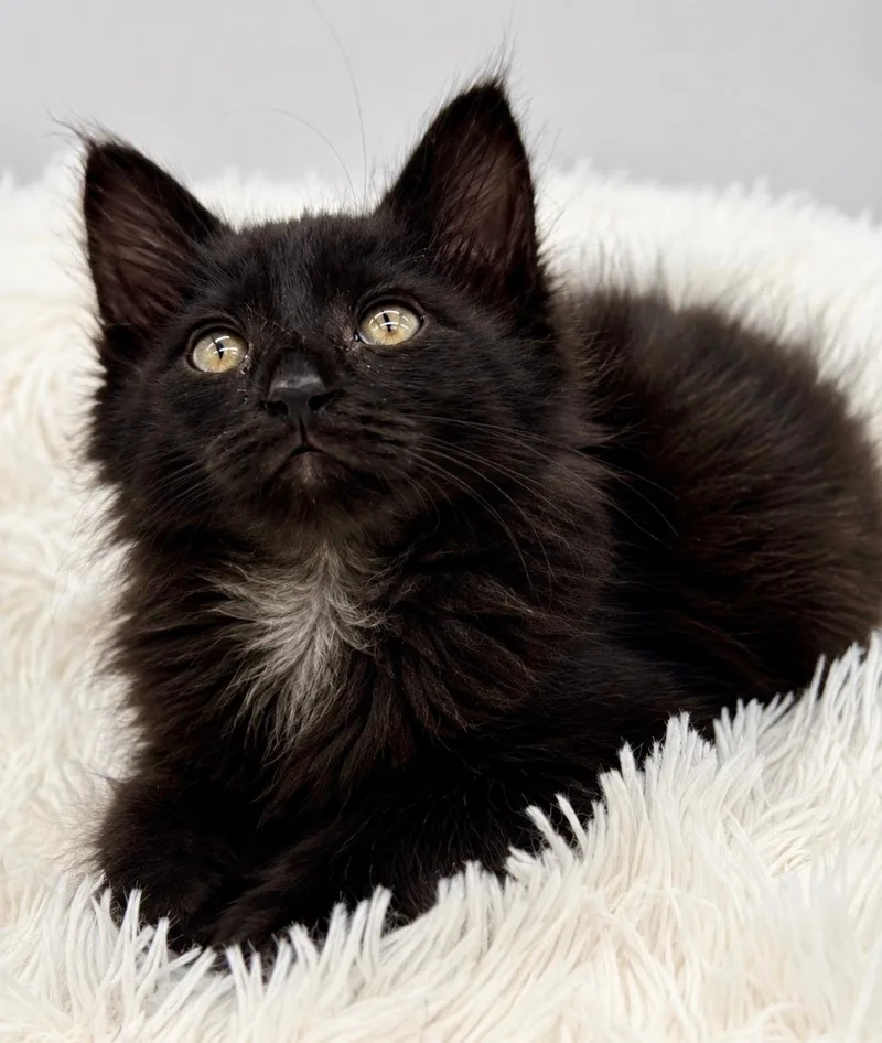 A baby medium-sized male Black Maine Coon cat named Shiitaki for adoption in Covington, LA
