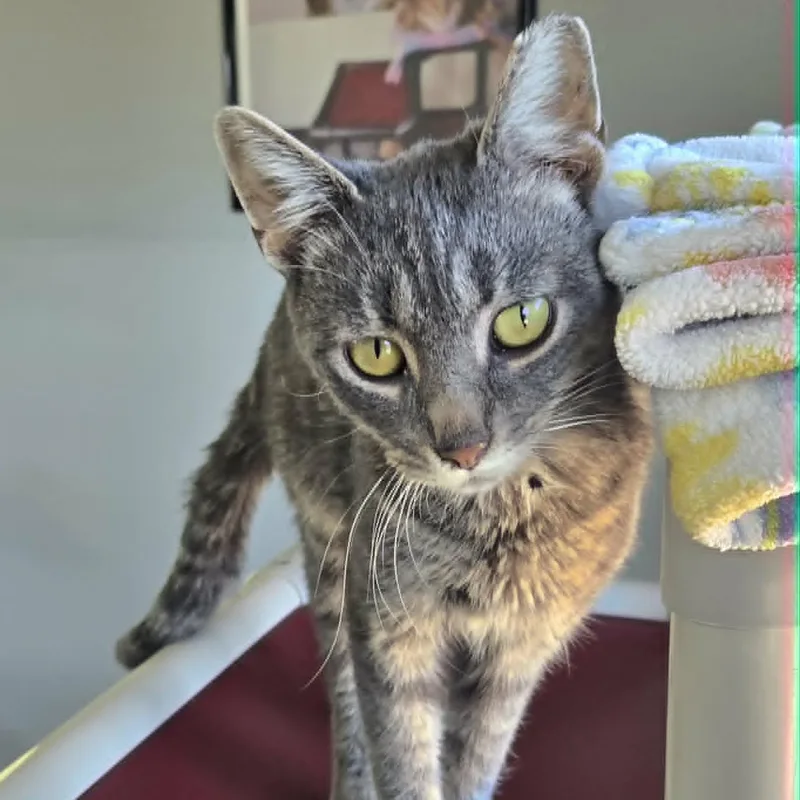 A young medium-sized male Gray / Blue / Silver Domestic Short Hair cat named Glenn for adoption in Watertown, WI