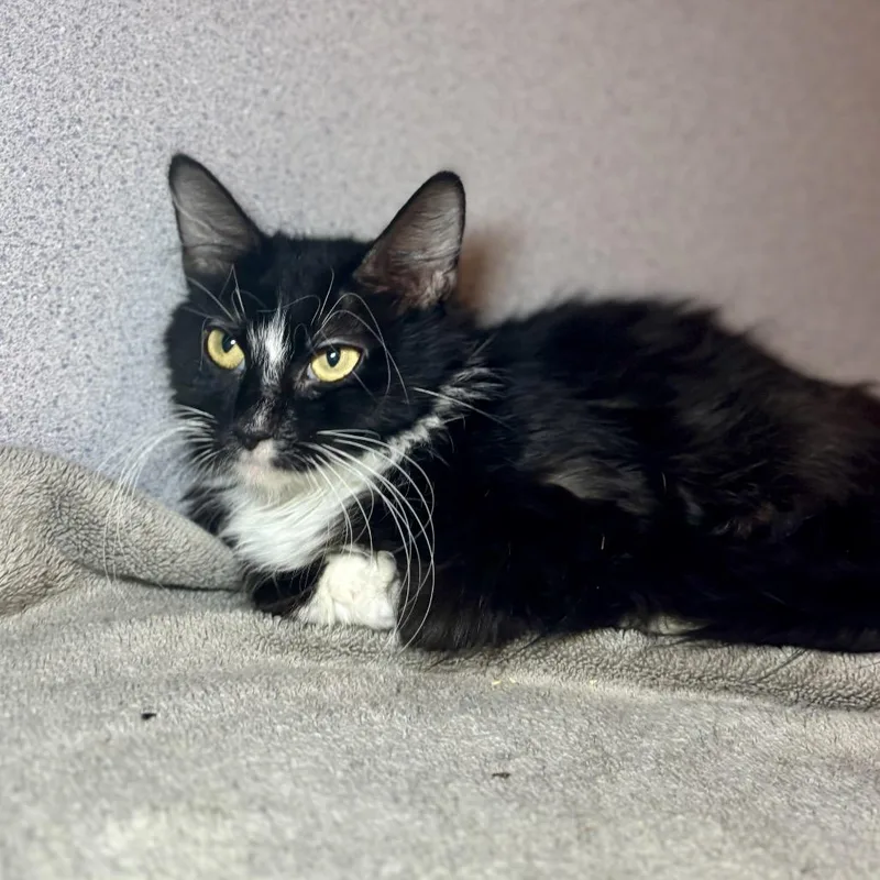 An adult small-sized female Domestic Medium Hair cat named Mishka for adoption in Glenwood Springs, CO