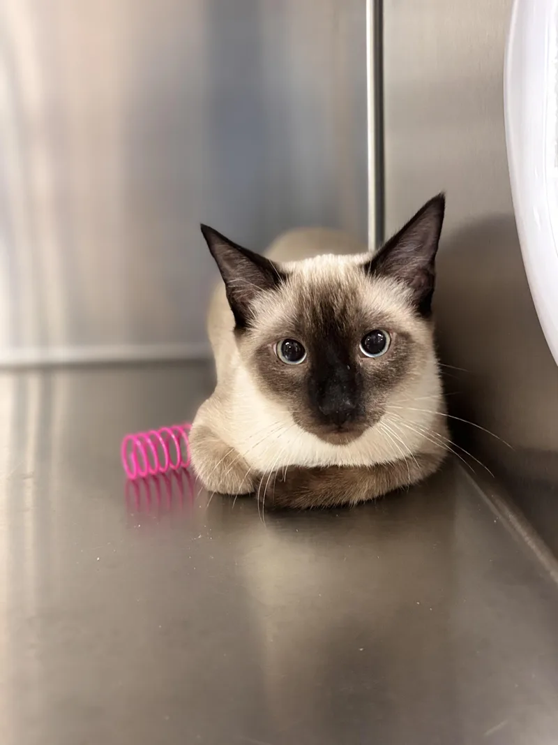 A baby medium-sized male Siamese cat named Jalapeno for adoption in Collierville, TN