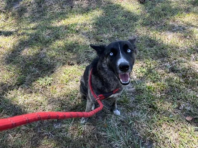 A young large-sized female German Shepherd Dog dog named Piper for adoption in Fort Myers, FL