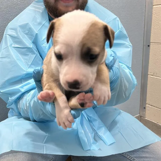 A baby small-sized female American Staffordshire Terrier dog named Sidney for adoption in San Antonio, TX