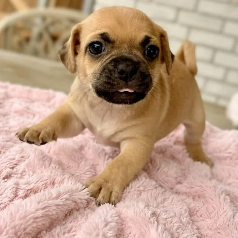 A baby small-sized female Chug dog named Tanya for adoption in Rockwall, TX