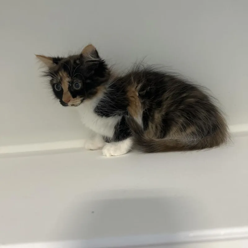 A baby small-sized female Calico Domestic Medium Hair cat named Kaytee for adoption in Greensboro, NC
