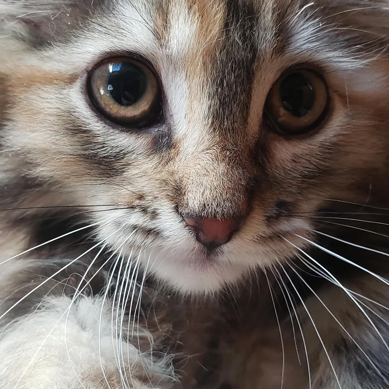 A baby medium-sized female Domestic Short Hair cat named Honey for adoption in Silverton, OR