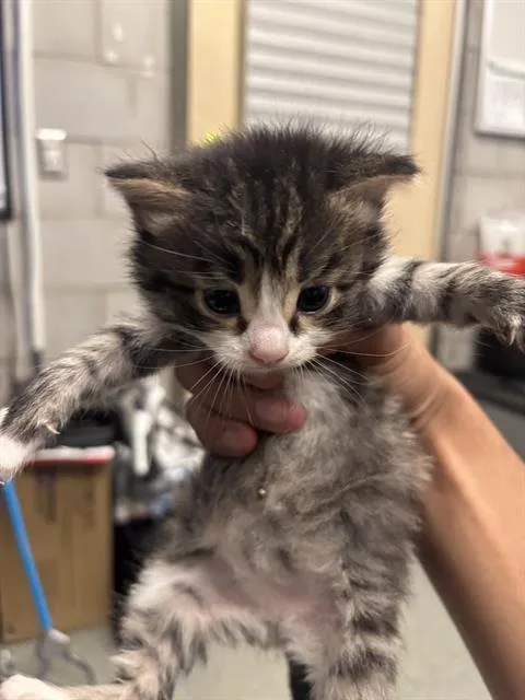 A baby medium-sized female Domestic Short Hair cat named Curly for adoption in Dallas, TX