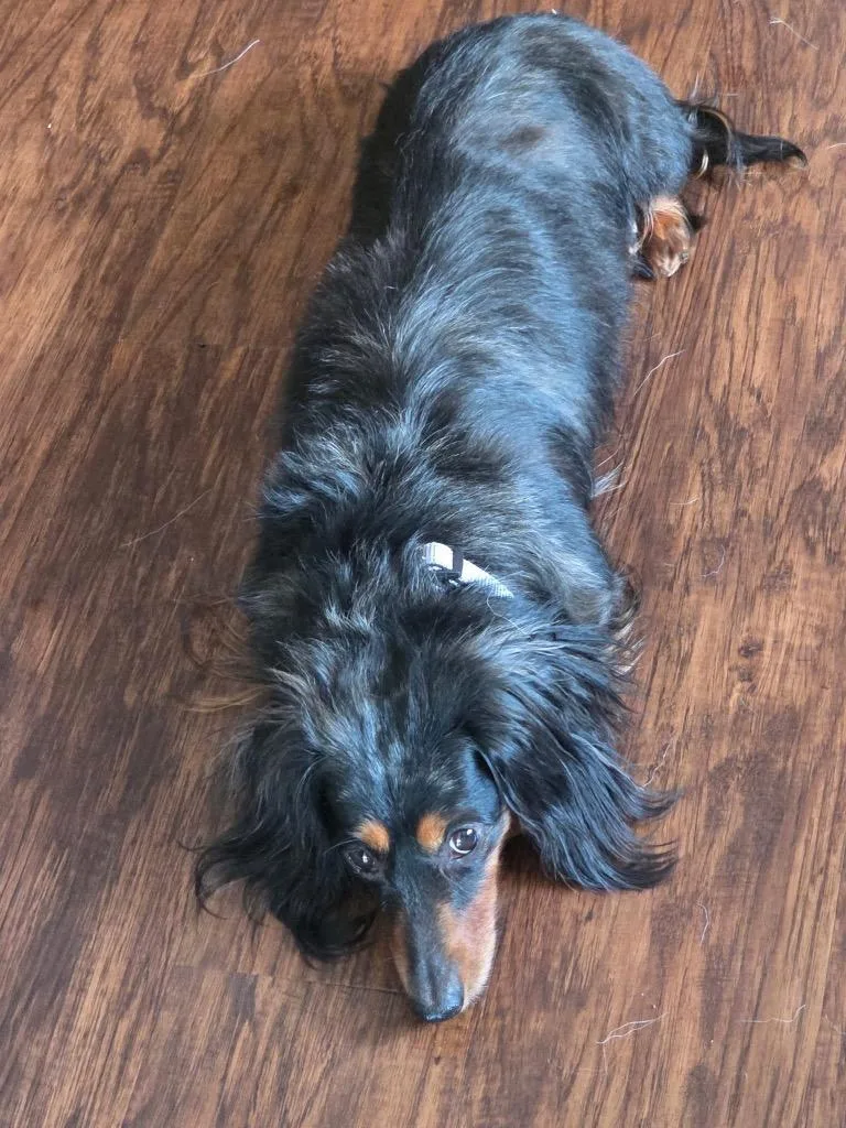 An adult small-sized female Dachshund dog named Porsche $ for adoption in Milwaukee, WI