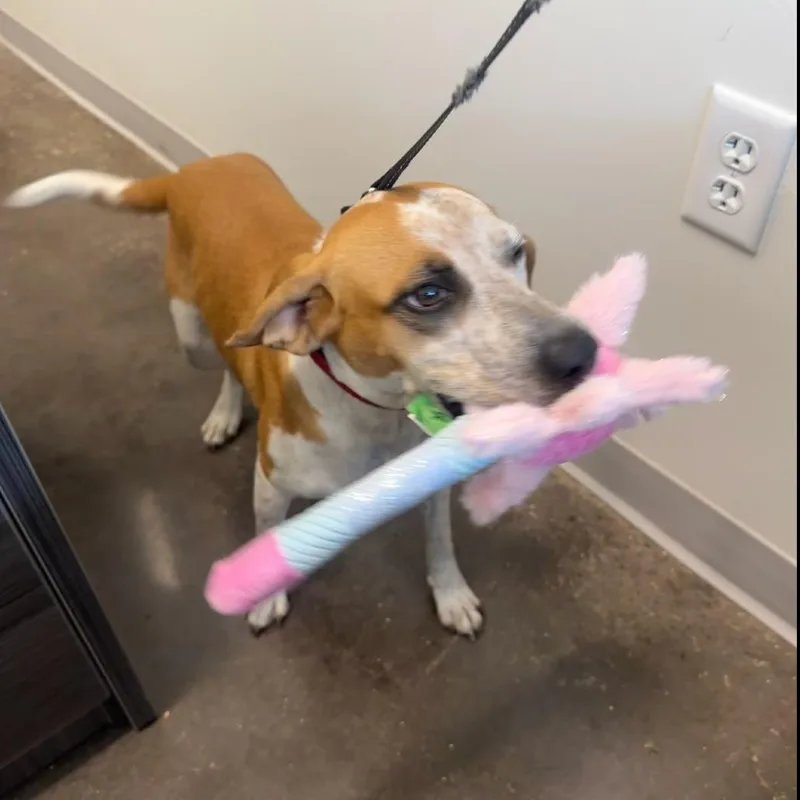 A young medium-sized female Mixed Breed dog named Hannah for adoption in Horn Lake, MS