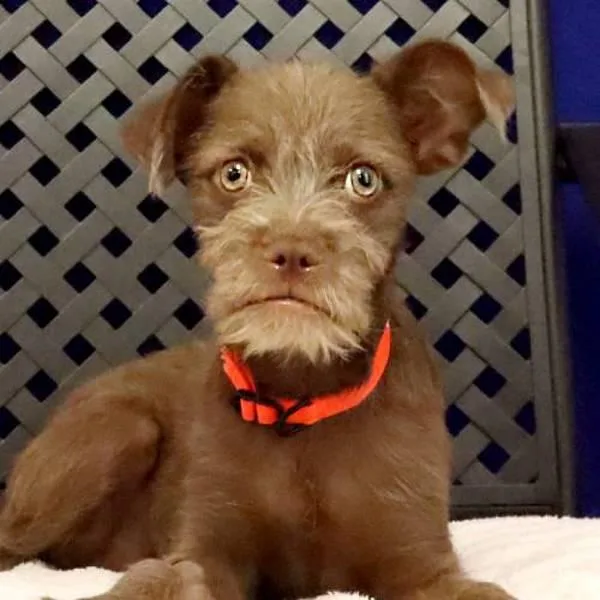 A baby small-sized male Terrier dog named Eustis for adoption in Midland, TX