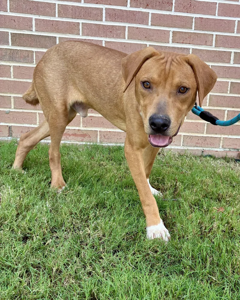A baby medium-sized male Apricot / Beige Mixed Breed dog named Tater for adoption in Tunica, MS