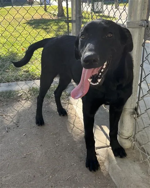 A young large-sized female Labrador Retriever dog named Rachel for adoption in Riverside, CA