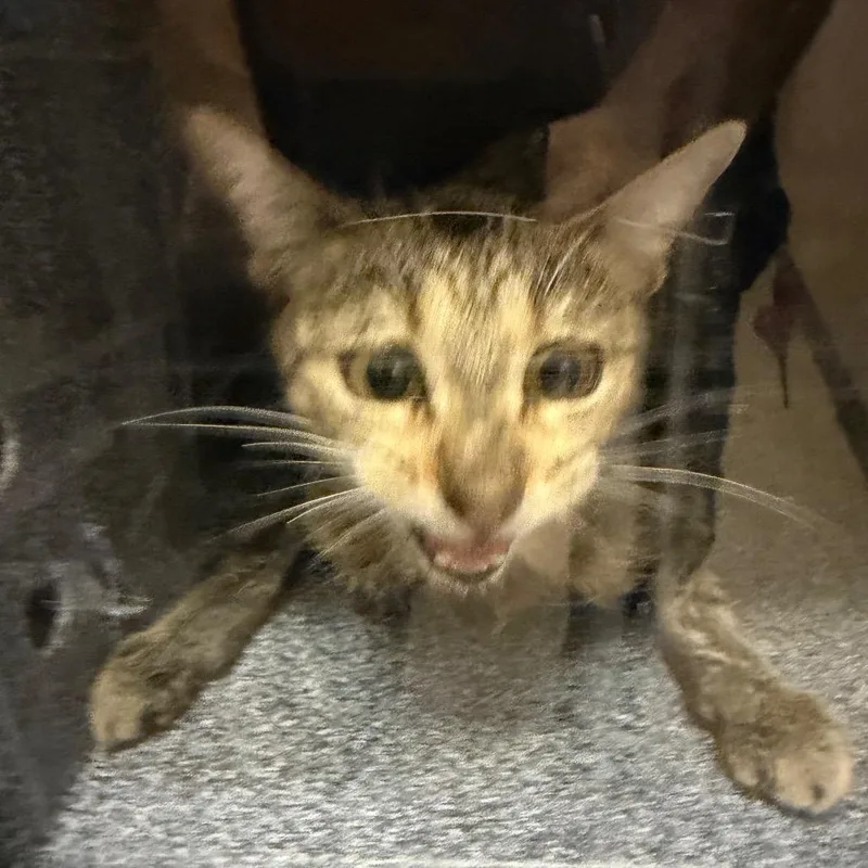 A young medium-sized female Gray / Blue / Silver Domestic Short Hair cat named Carrie for adoption in Birmingham, AL