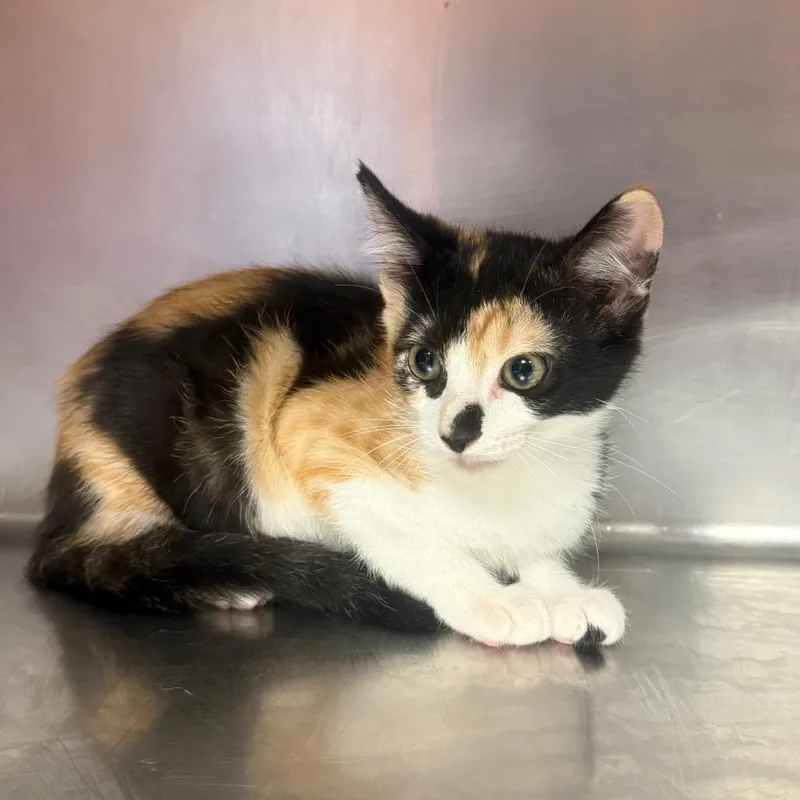 A baby small-sized female Calico American Shorthair cat named Cali for adoption in Hamilton, GA