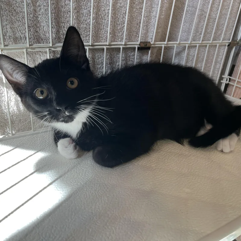 A baby small-sized male Black & White / Tuxedo Domestic Short Hair cat named Bucee's for adoption in Salisbury, MA