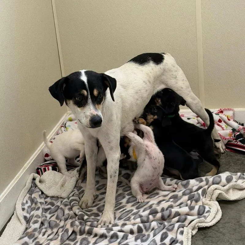 An adult medium-sized female Hound dog named Cindy Jo for adoption in Columbia, IL