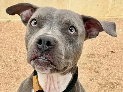 An adult medium-sized female Gray / Blue / Silver Mixed Breed dog named Alice for adoption in Georgetown, TX