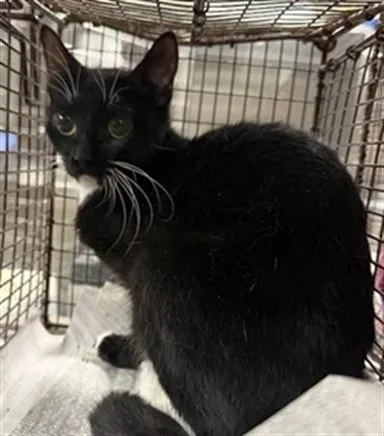 A young medium-sized female Domestic Short Hair cat named Dash for adoption in Van Nuys, CA