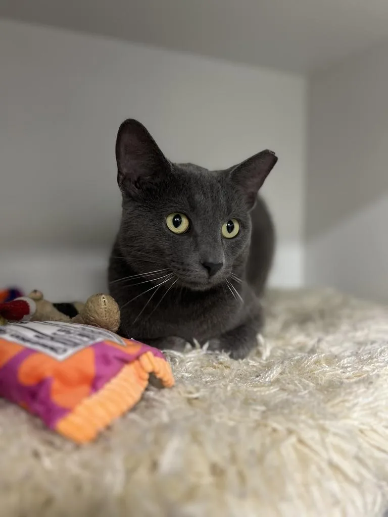 An adult medium-sized male Gray / Blue / Silver Domestic Short Hair cat named Frankie for adoption in Jackson, MI