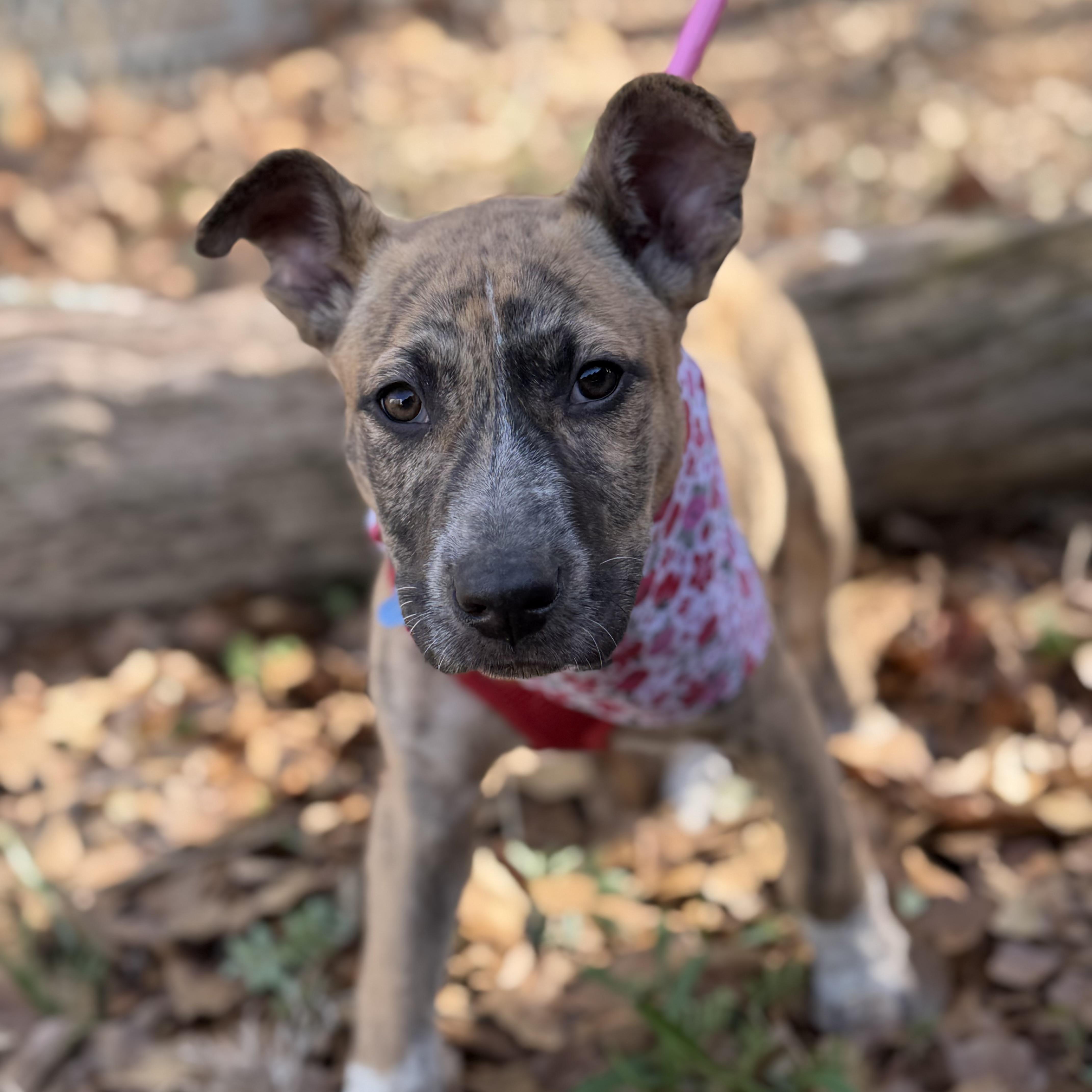 A baby medium-sized female Brindle Shepherd dog named Sweetie for adoption in Columbia, SC