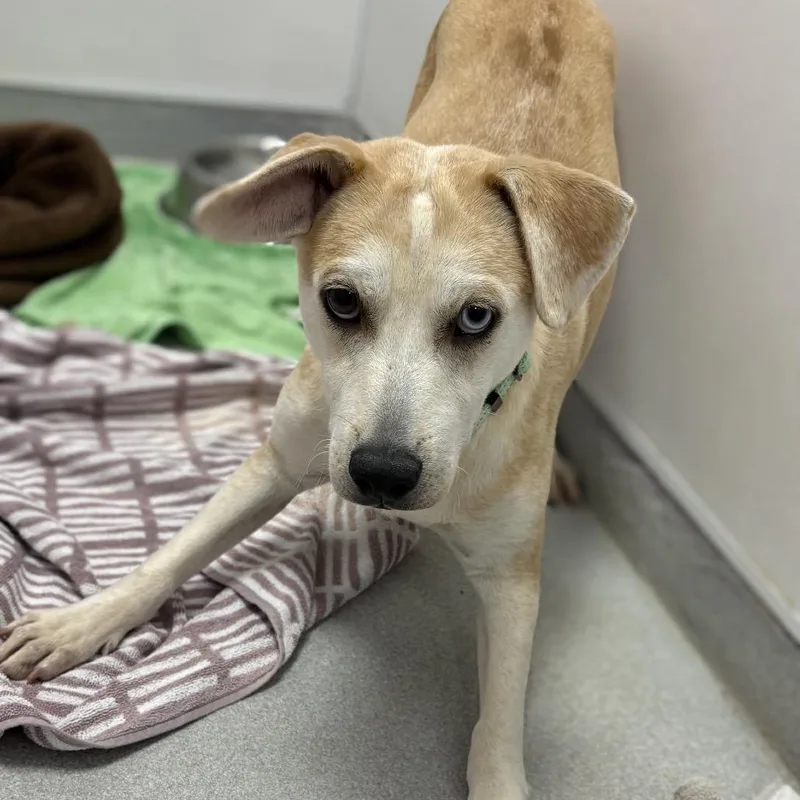 A young medium-sized male Yellow / Tan / Blond / Fawn Mixed Breed dog named Wilson for adoption in New York, NY