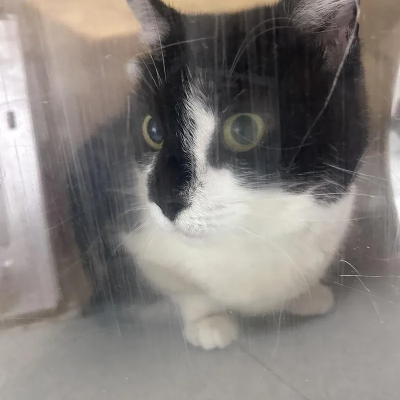 An adult large-sized female Black Domestic Short Hair cat named Merigo for adoption in Philadelphia, PA