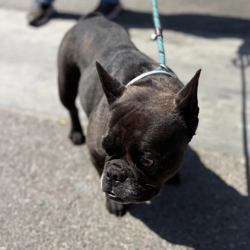 Mulberry  Chino Hills