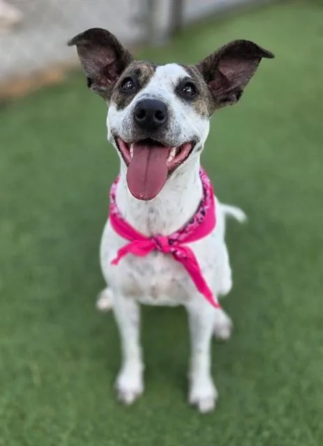 A young medium-sized female Mixed Breed dog named Hollis for adoption in Columbia, SC
