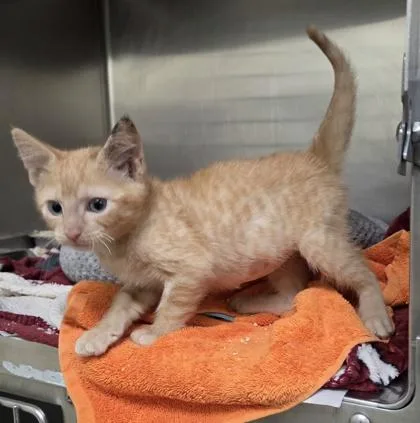 A baby small-sized male Domestic Short Hair cat named Edgar for adoption in Westland, MI