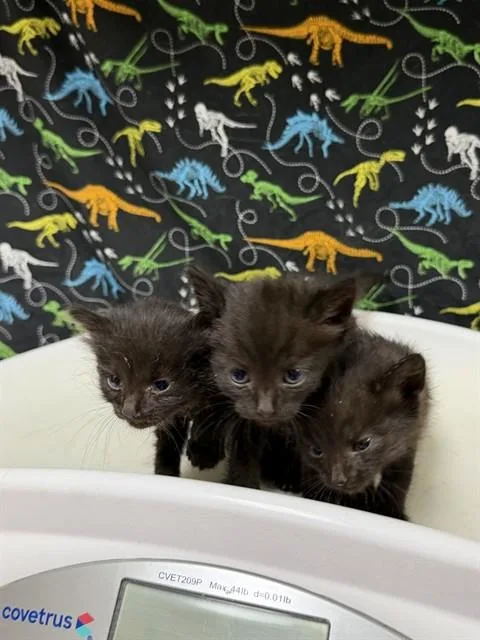 A baby small-sized female Domestic Short Hair cat named Dusk for adoption in Riverside, CA