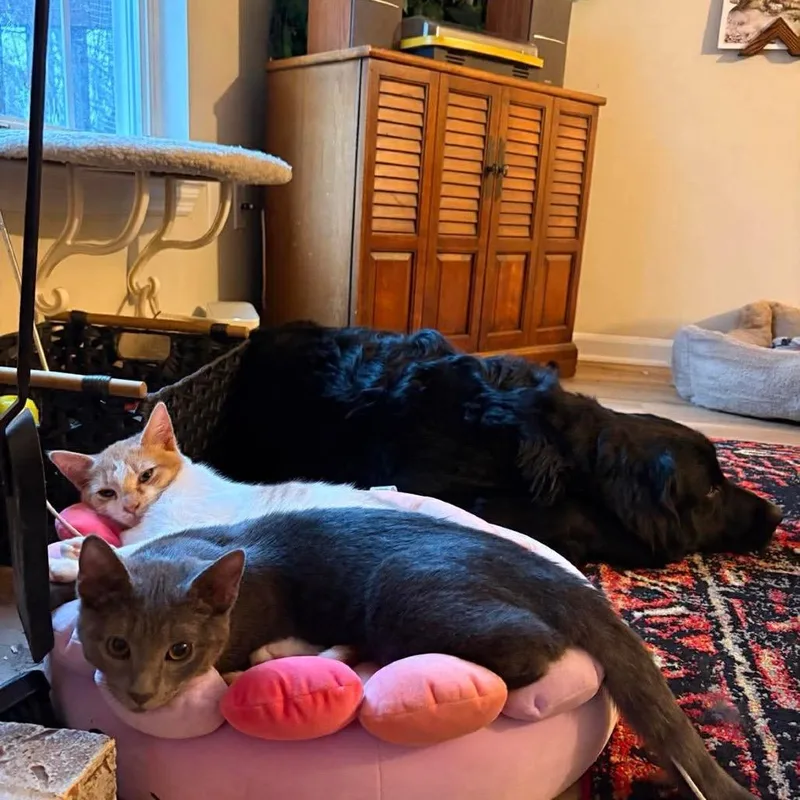 A baby medium-sized male Gray / Blue / Silver Domestic Short Hair cat named Bernard for adoption in Jarrettsville, MD