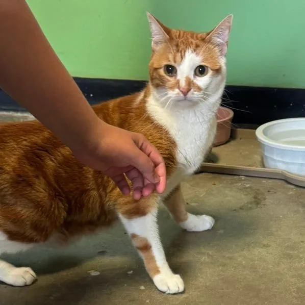 An adult small-sized male Orange / Red Domestic Short Hair cat named Ollie for adoption in Shawnee, KS