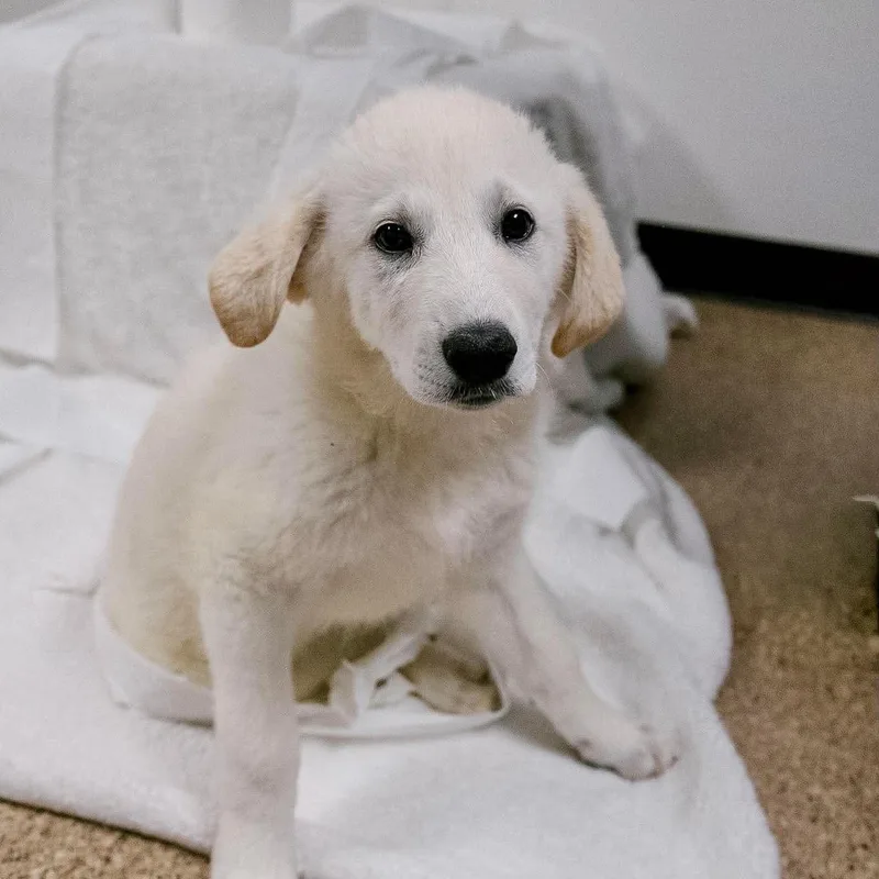 A baby large-sized female Great Pyrenees dog named Cottonelle for adoption in Valparaiso, IN
