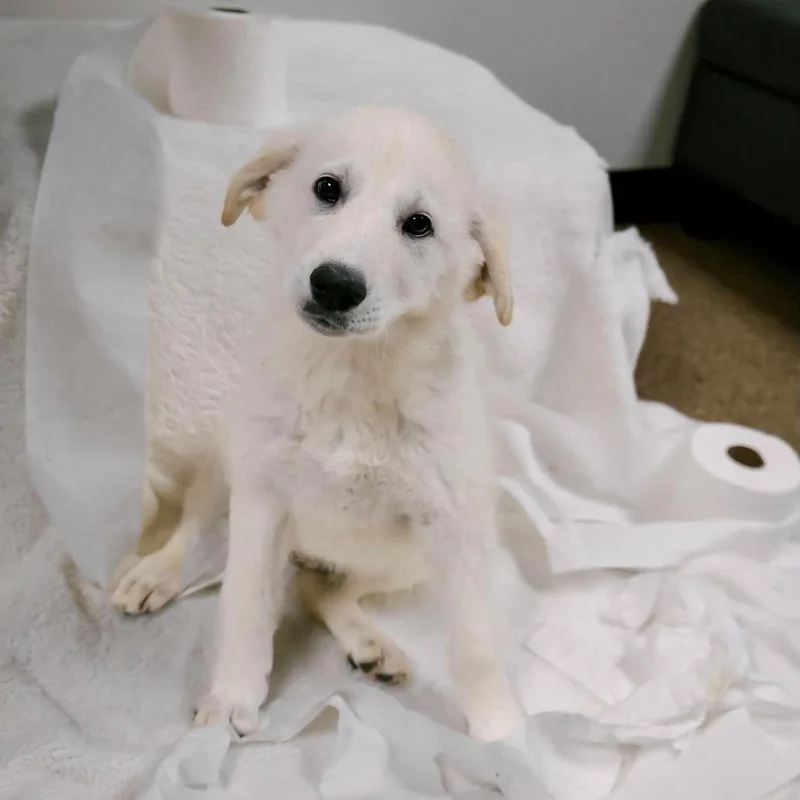 Cottonelle thumbnail 2