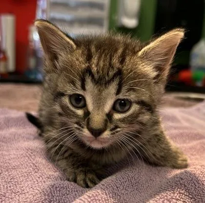 A young medium-sized female Domestic Short Hair cat named Ginny Weasley for adoption in Kansas City, MO