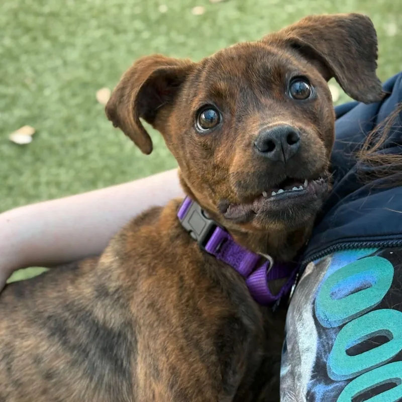 A baby medium-sized female Plott Hound dog named Twix for adoption in Portland, ME