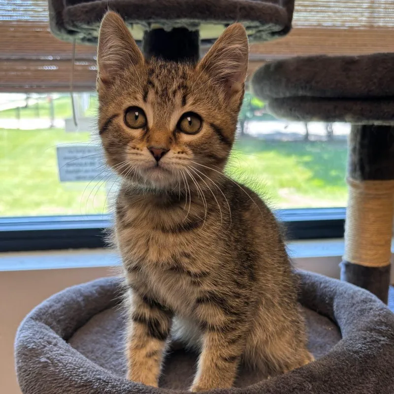 A baby small-sized female Brown / Chocolate Domestic Short Hair cat named Cinnamon for adoption in Naperville, IL