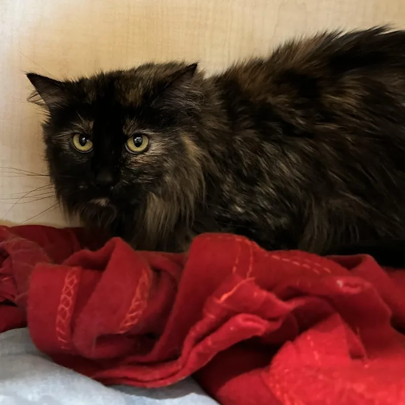 An adult large-sized female Tortoiseshell Domestic Long Hair cat named Cleo for adoption in Washington Township, OH
