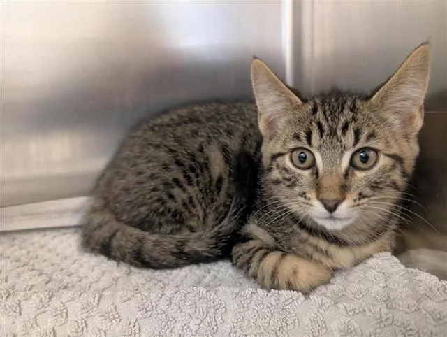 A baby small-sized male Domestic Short Hair cat named Toby for adoption in Sacramento, CA