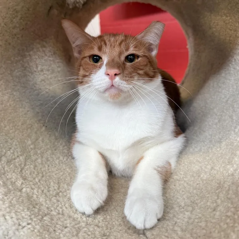 A young medium-sized male Orange / Red Domestic Short Hair cat named Sunny for adoption in Sarasota, FL
