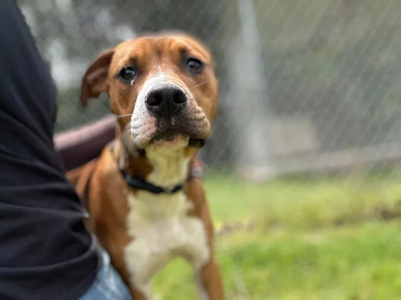 A young medium-sized male Boxer dog named Crew for adoption in Russellville, KY
