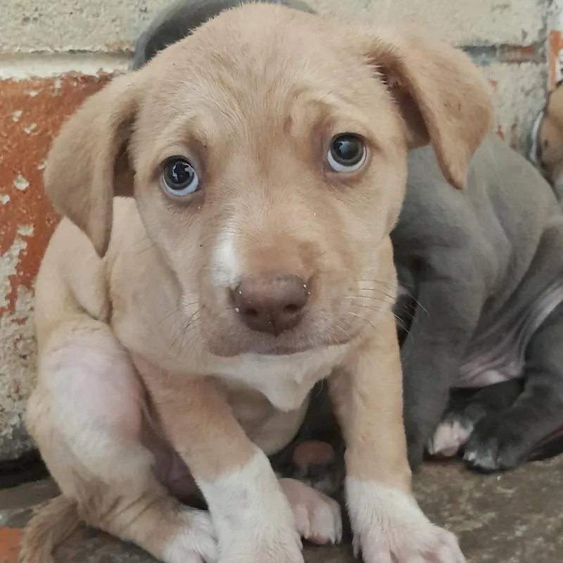A baby small-sized female Yellow / Tan / Blond / Fawn Pit Bull Terrier dog named Rain for adoption in Douglas, AZ