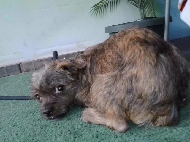 A young small-sized male Chihuahua dog named Georgie for adoption in Baldwin Park, CA