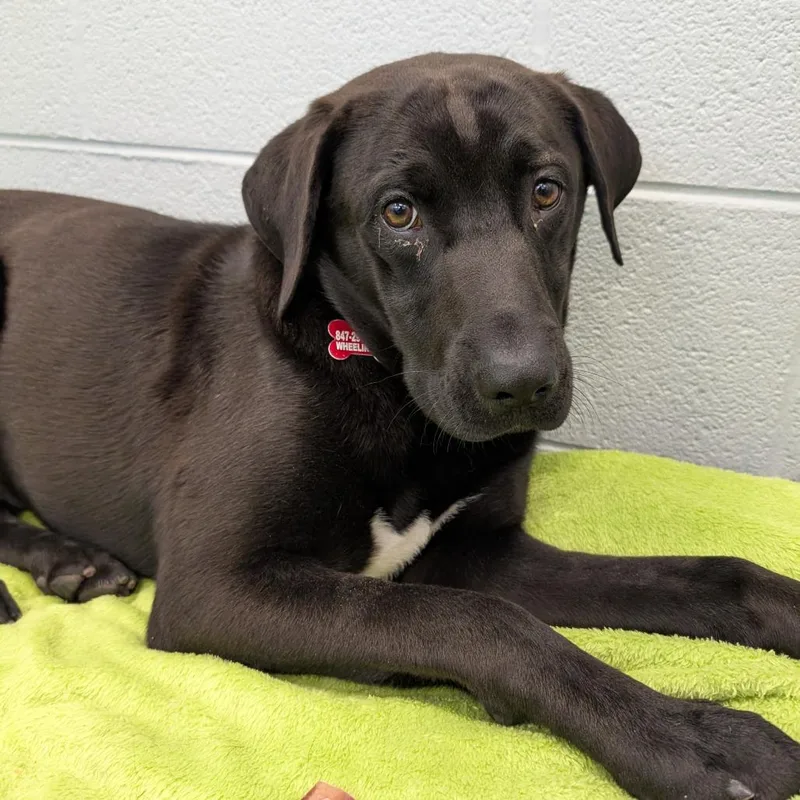 A young medium-sized male Black Labrador Retriever dog named Loki for adoption in Wheeling, IL