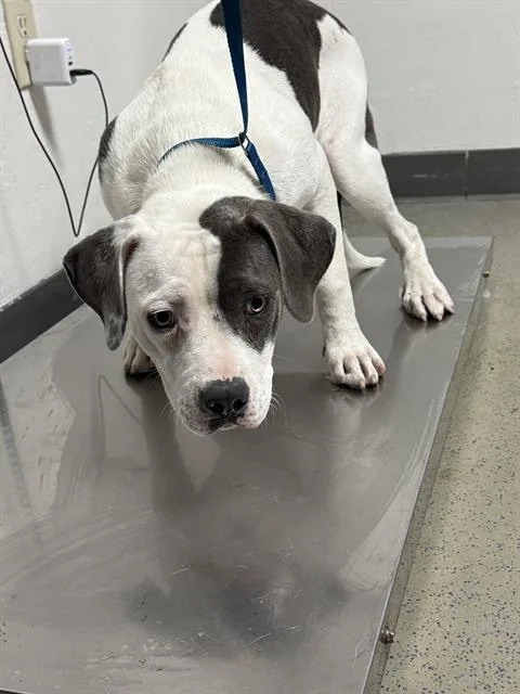 A young medium-sized female Pit Bull Terrier dog named Lucky for adoption in Bakersfield, CA