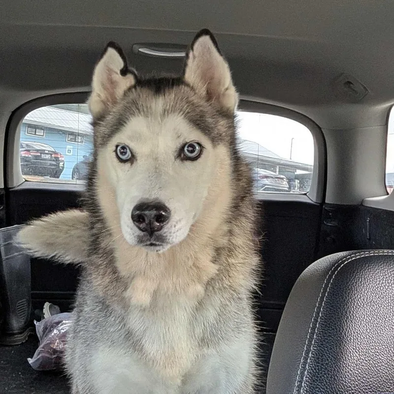 Akita thumbnail 2