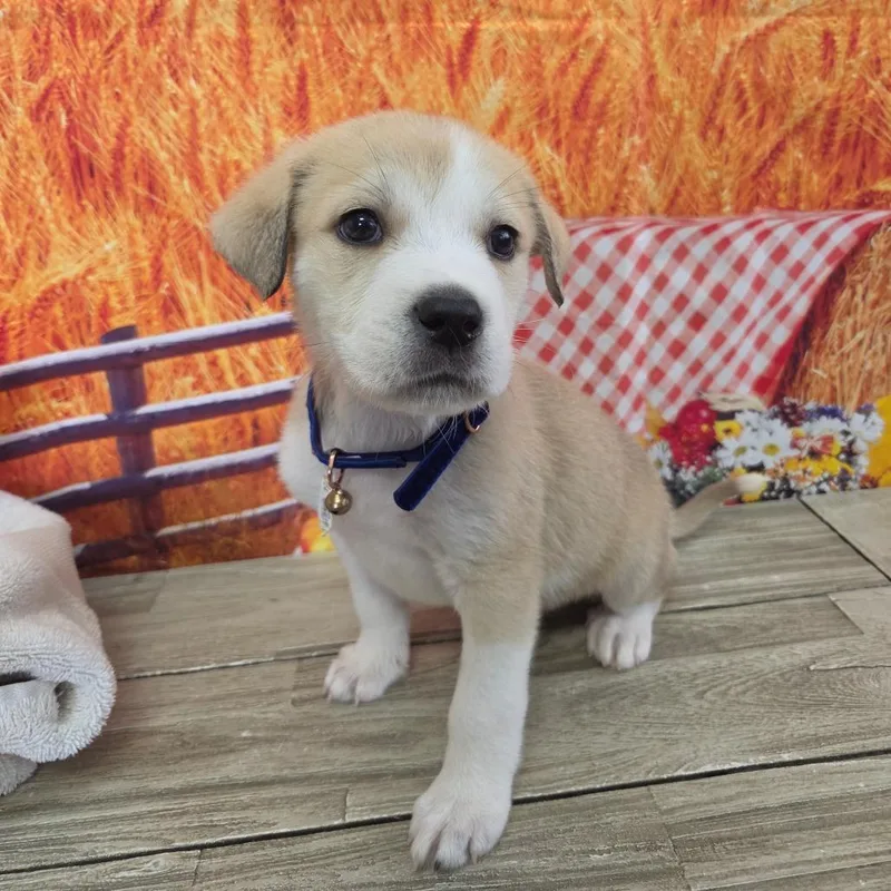 A baby small-sized male Great Pyrenees dog named Chandler for adoption in Normal, IL