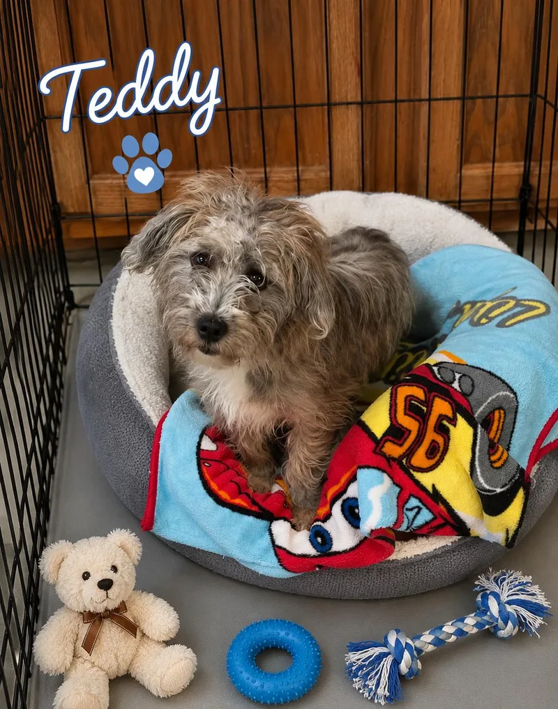 A baby small-sized male Yellow / Tan / Blond / Fawn Wirehaired Terrier dog named Teddy for adoption in Momence, IL
