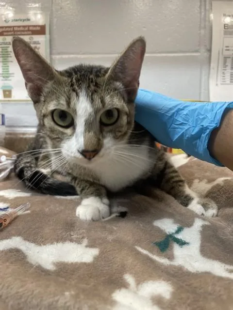 An adult large-sized female Domestic Short Hair cat named Ziv for adoption in Tallahassee, FL