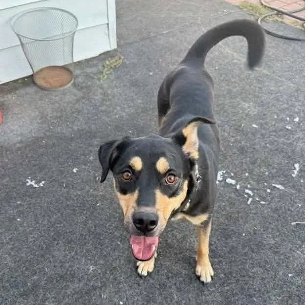An adult large-sized male Black German Shepherd Dog dog named Bradford Jack for adoption in Long Island City, NY